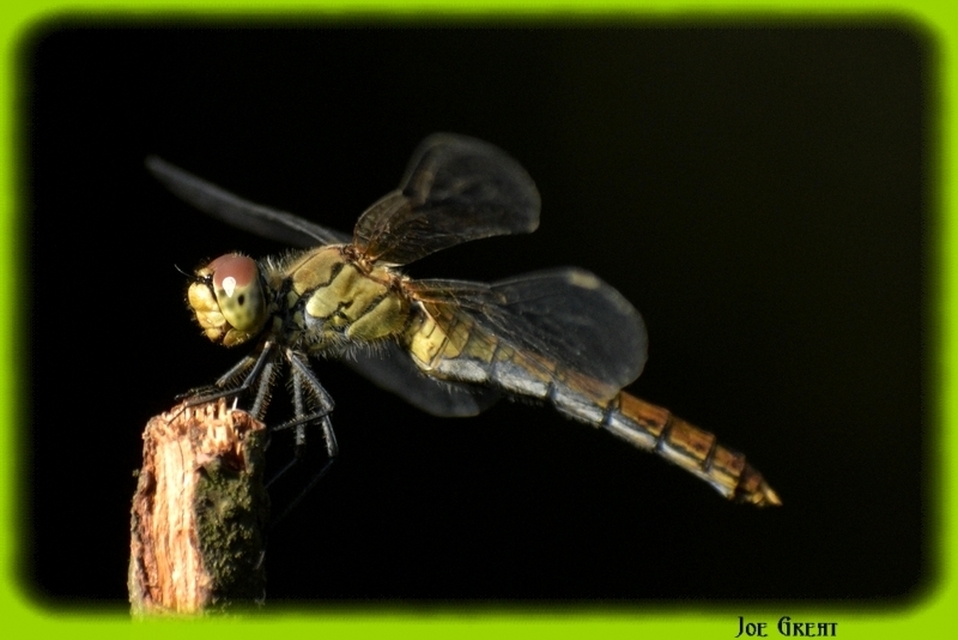 Sympetrum sanguineum - vörös katona-szitakötő