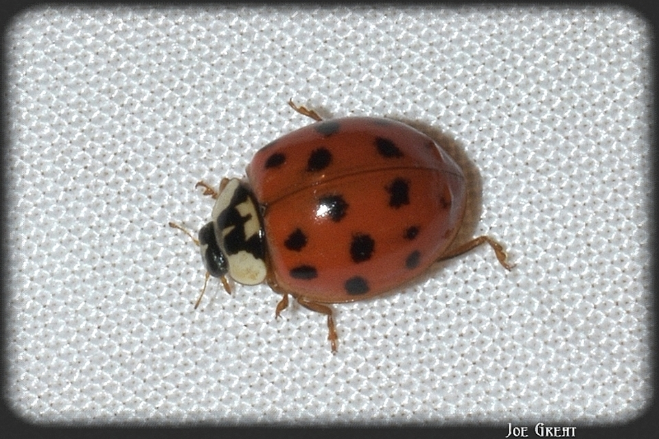 Harmonia axyridis - harlekinkatica
