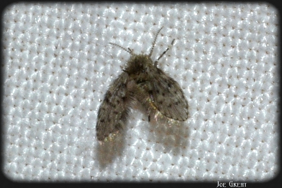 Paramormia ustulata