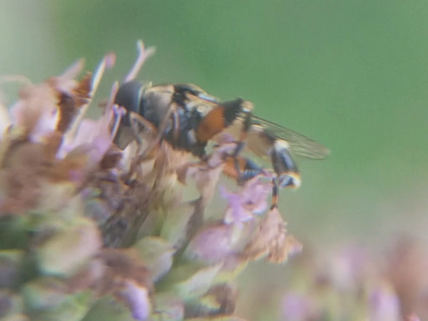 Syritta pipiens - zizegő comboslégy