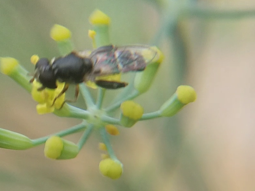 Syritta pipiens - zizegő comboslégy