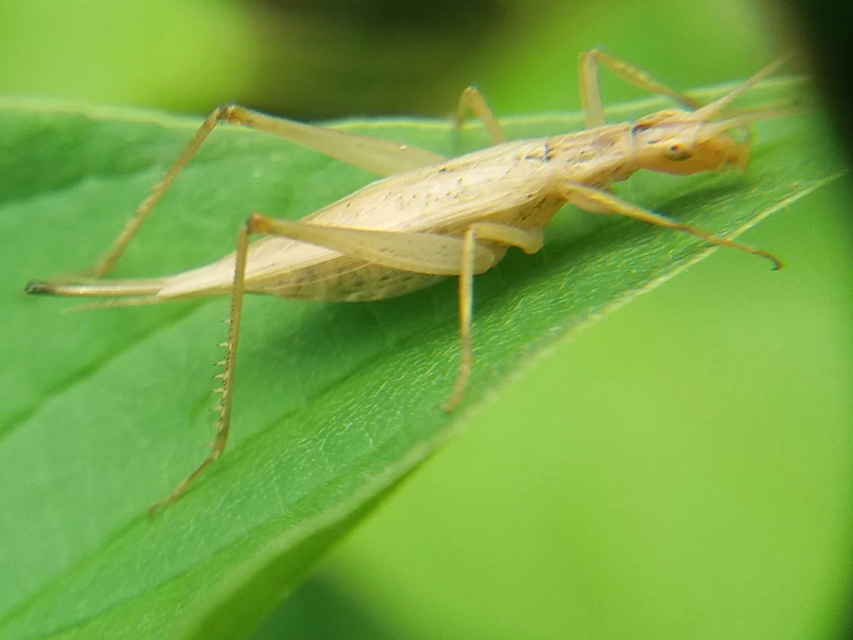 Oecanthus pellucens - pirregőtücsök