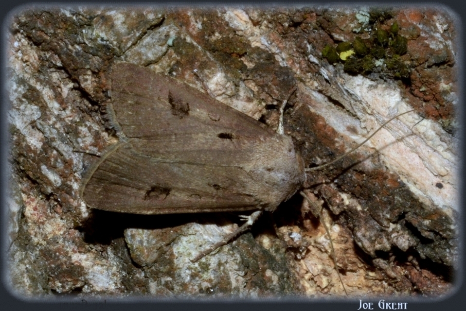 Agrotis exclamationis - felkiáltójeles földibagoly