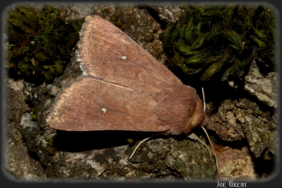 Mythimna albipuncta - fehérpettyes rétibagoly Mythimna albipuncta - fehérpettyes rétibagoly