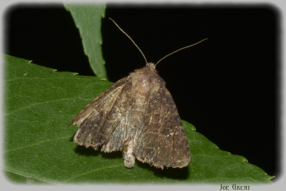 Mesapamea secalella/secalis