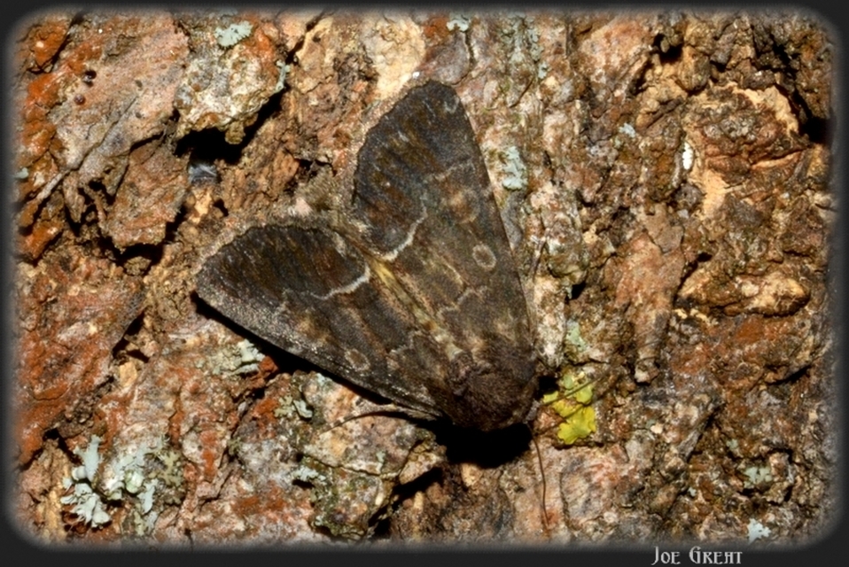 Thalpophila matura - fakó erdeibagoly