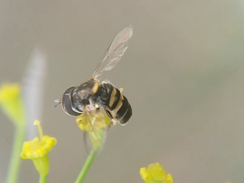 Paragus quadrifasciatus - foltoshátú fenyérzengőlégy