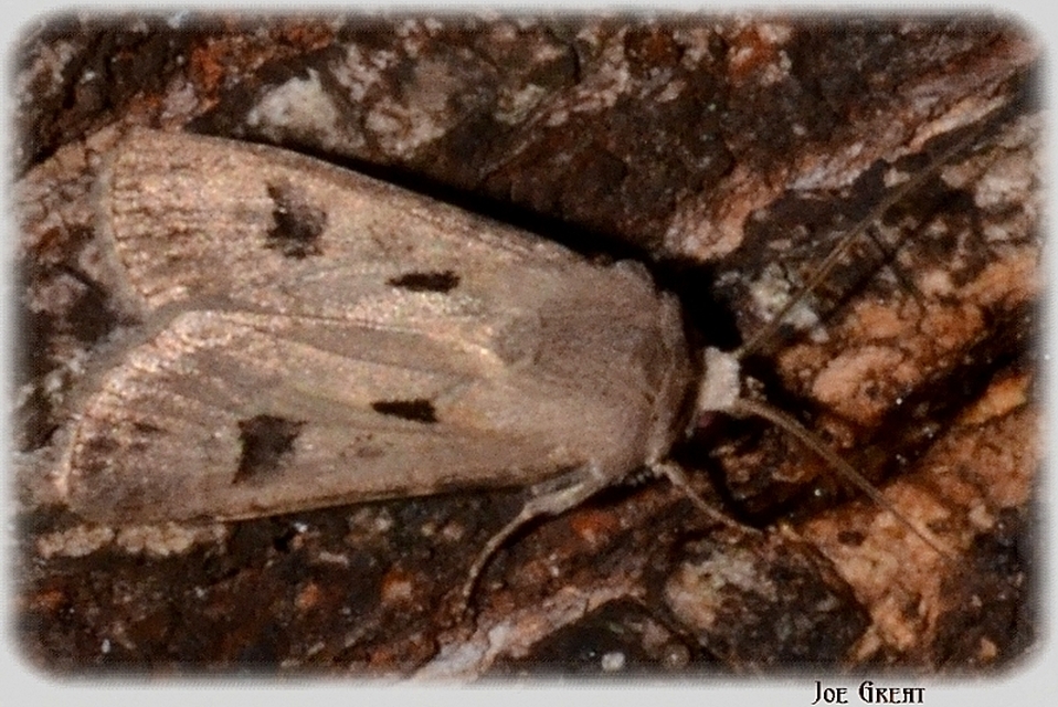 Agrotis exclamationis - felkiáltójeles földibagoly