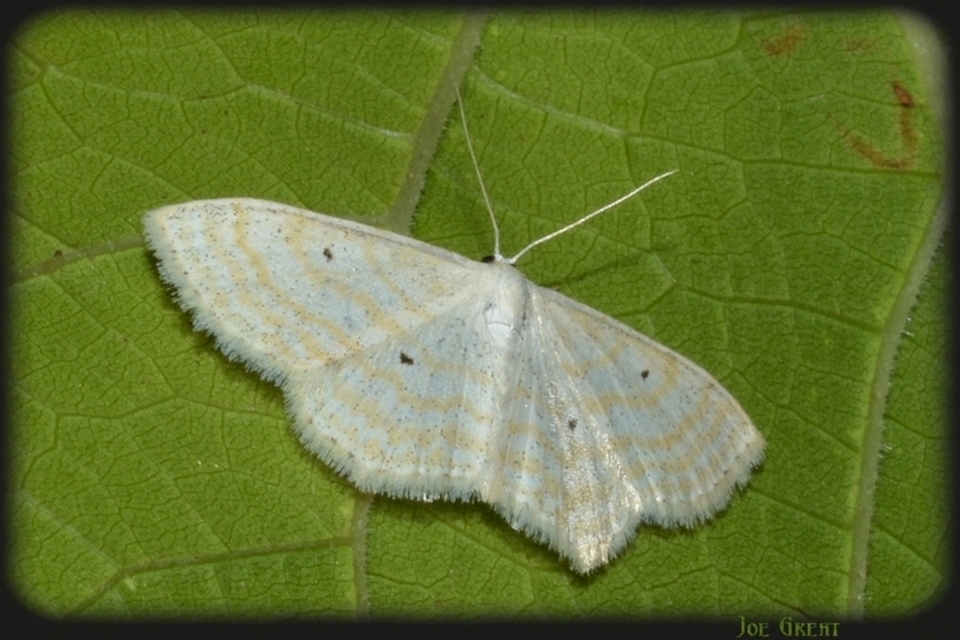 Scopula immutata - réti fehéraraszoló