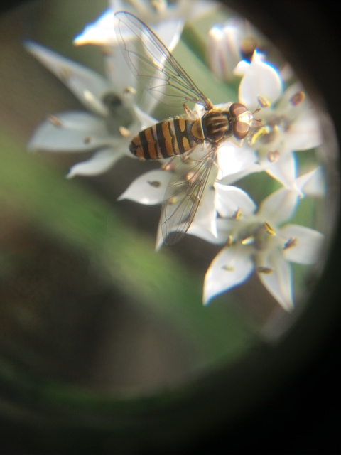 Episyrphus balteatus - ékfoltos zengőlégy