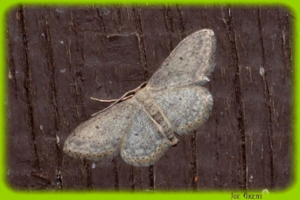 Idaea seriata - szürke apróaraszoló