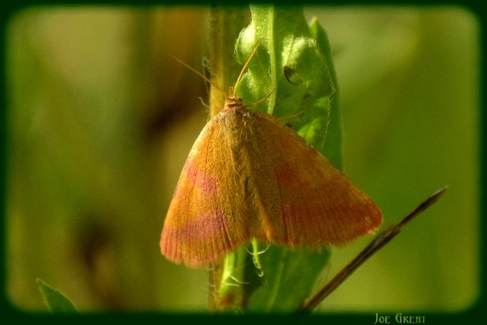 Lythria purpuraria - bíborsávos araszoló