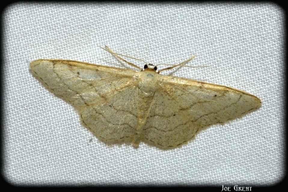 Idaea aversata - nagy sávosaraszoló