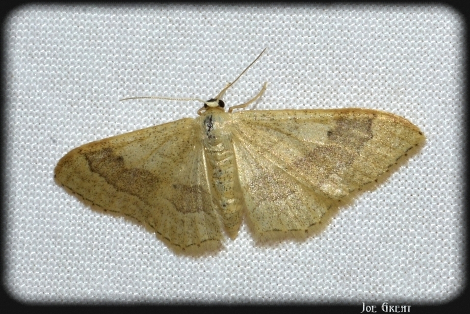 Idaea aversata - nagy sávosaraszoló