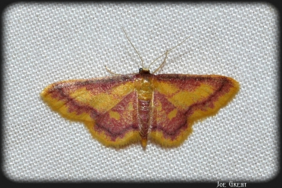 Idaea muricata - mocsári pirosaraszoló