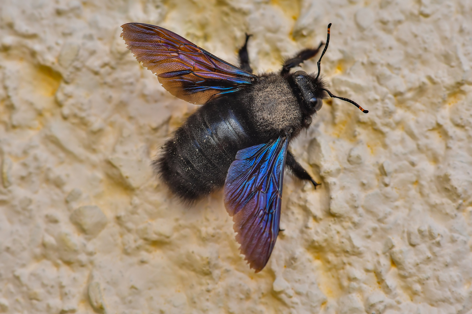 Xylocopa violacea - kék fadongó