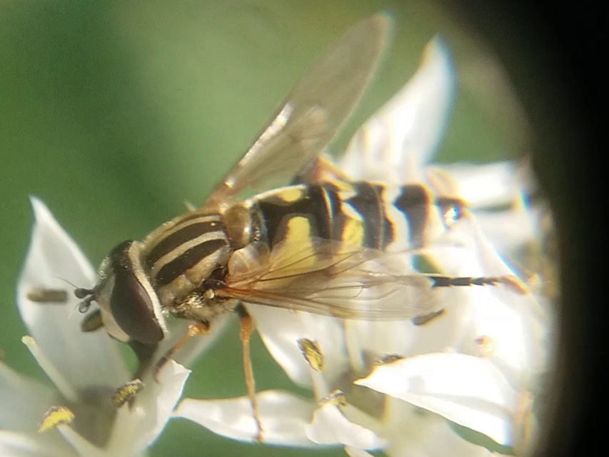 Helophilus trivittatus - nagy mocsárilégy