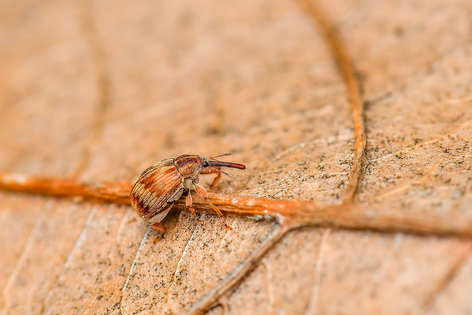 Anthonomus rectirostris - meggymaglikasztó