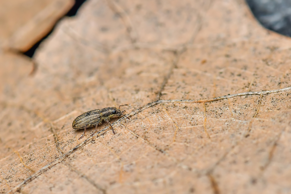 Sitona lineatus - sávos csipkézőbogár
