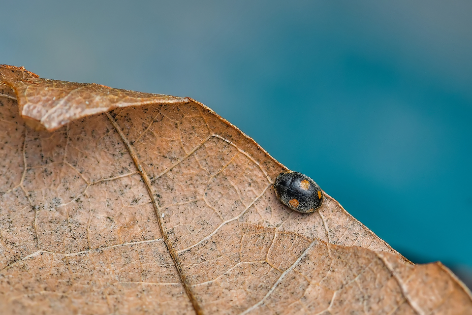 Platynaspis luteorubra - négypettyes szerecsenkata
