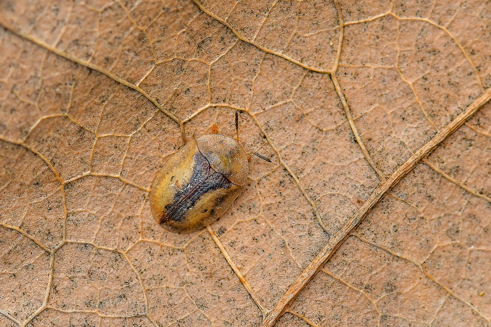 Cassida