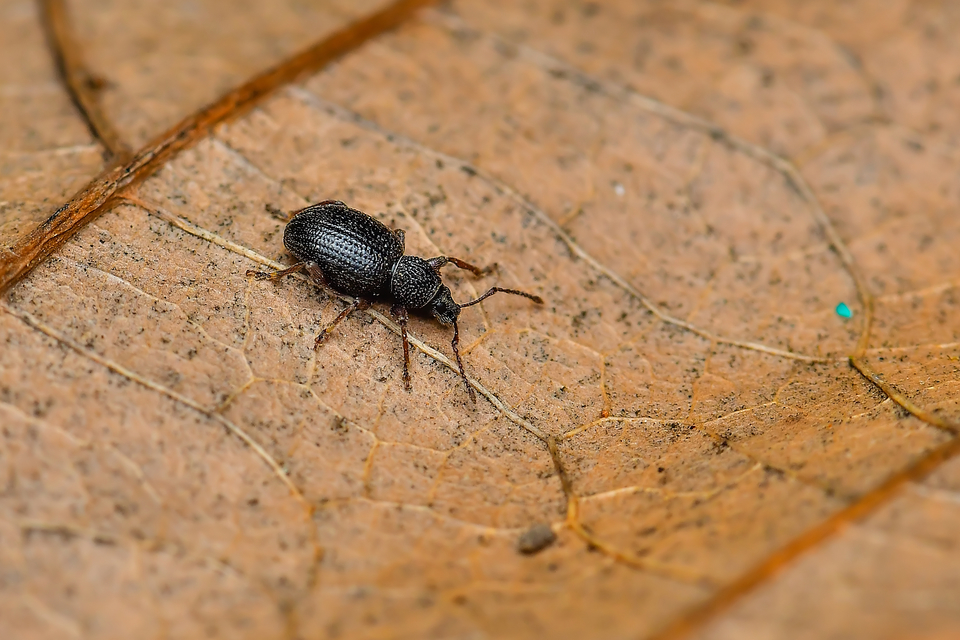 Otiorhynchus ovatus - apró gyalogormányos