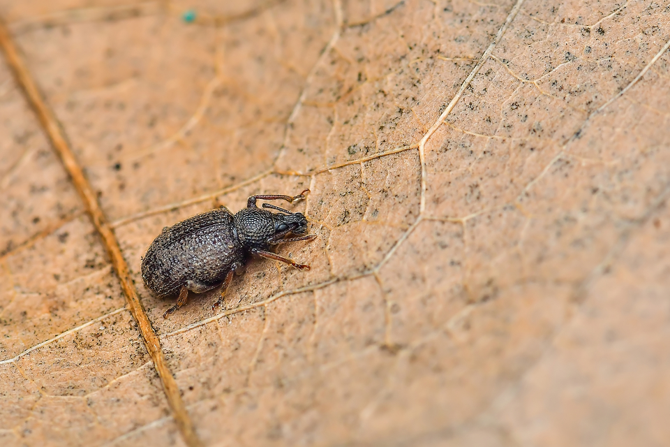 Otiorhynchus rugosostriatus - szamóca-gyalogormányos