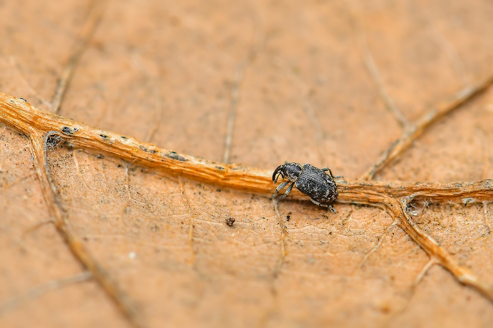 Smicronyx