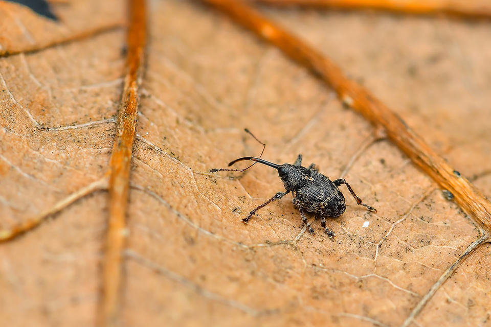 Curculio villosus - gubacslakó zsuzsóka