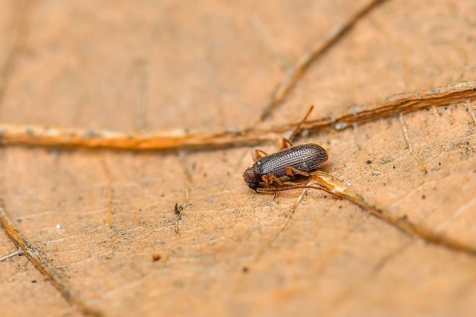 Ptinus calcaratus - krétaszőrű tolvajbogár