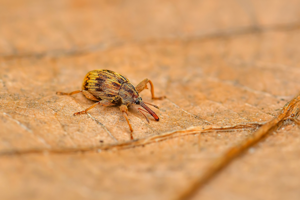 Anthonomus rectirostris - meggymaglikasztó