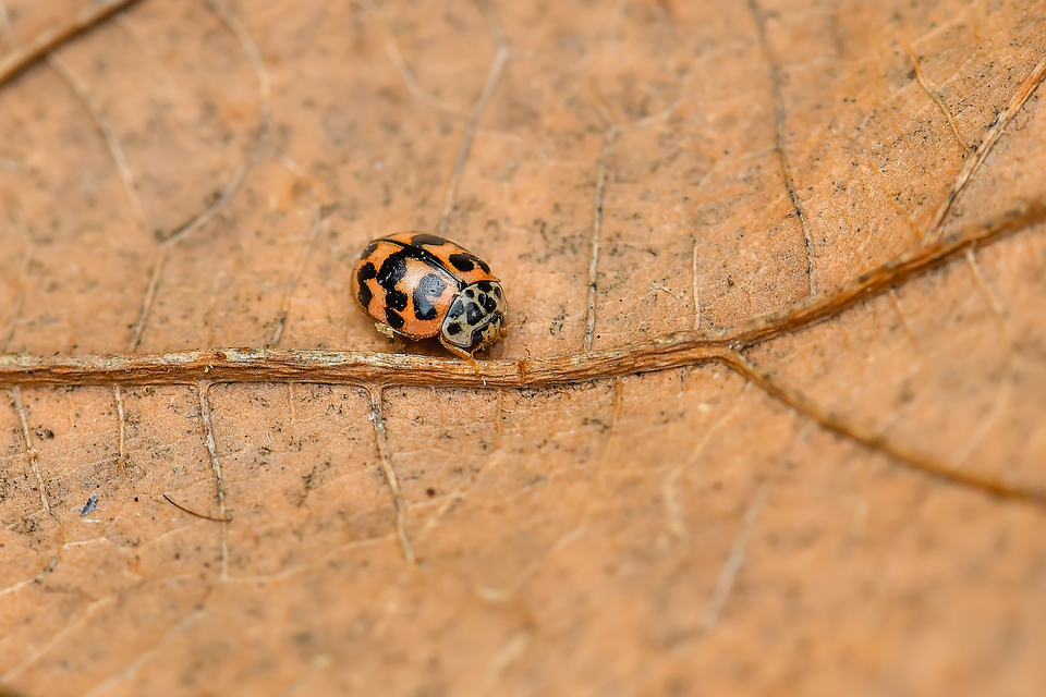 Oenopia conglobata - rózsás katica