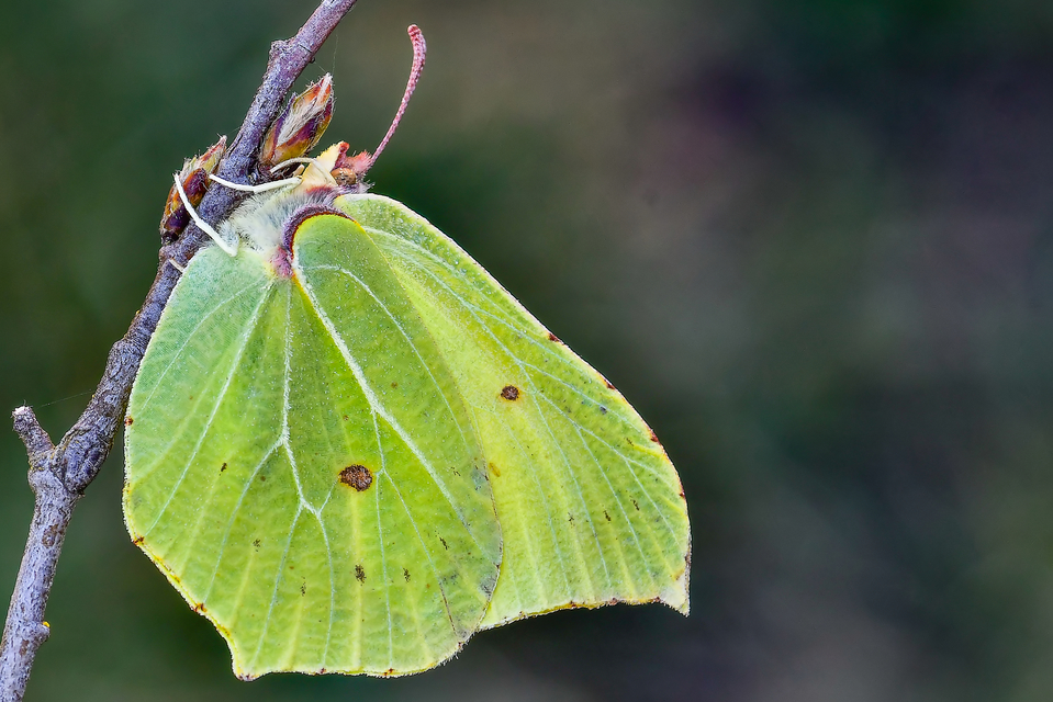 Gonepteryx rhamni - citromlepke