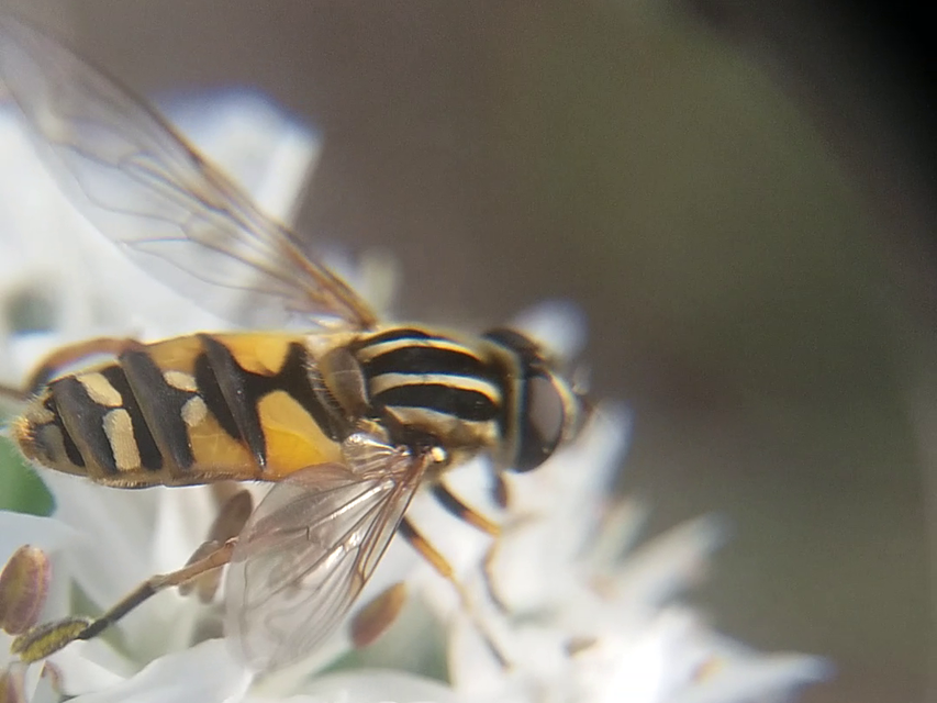 Helophilus pendulus - közönséges mocsárilégy