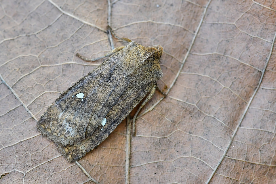 Eupsilia transversa - holdacskás télibagoly