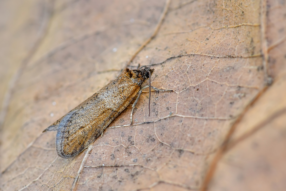 Tortricodes alternella - tavaszi sodrómoly