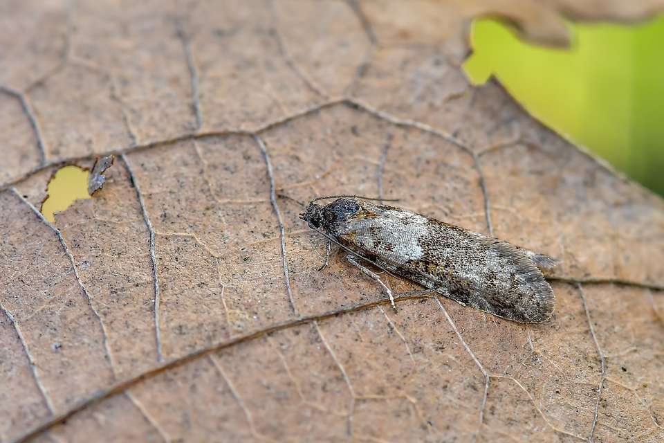 Tortricodes alternella - tavaszi sodrómoly