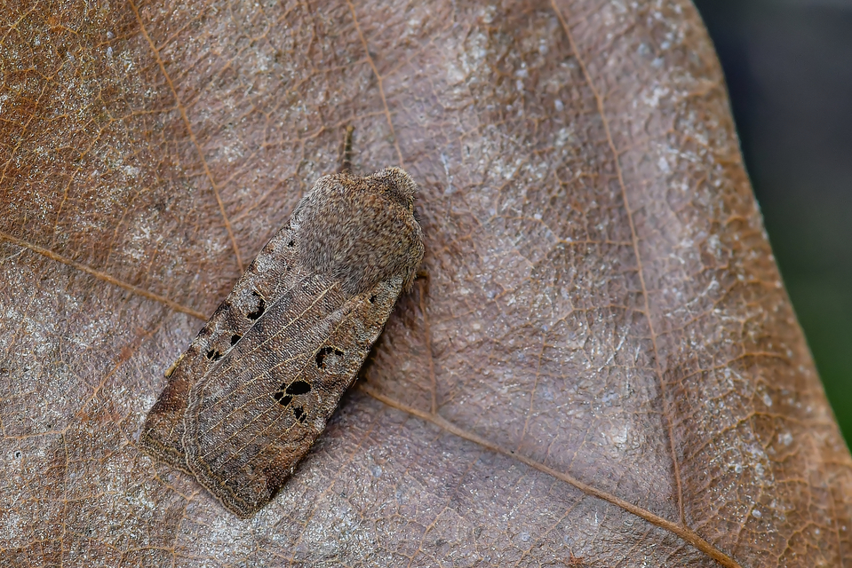Conistra rubiginosa - szürke télibagoly