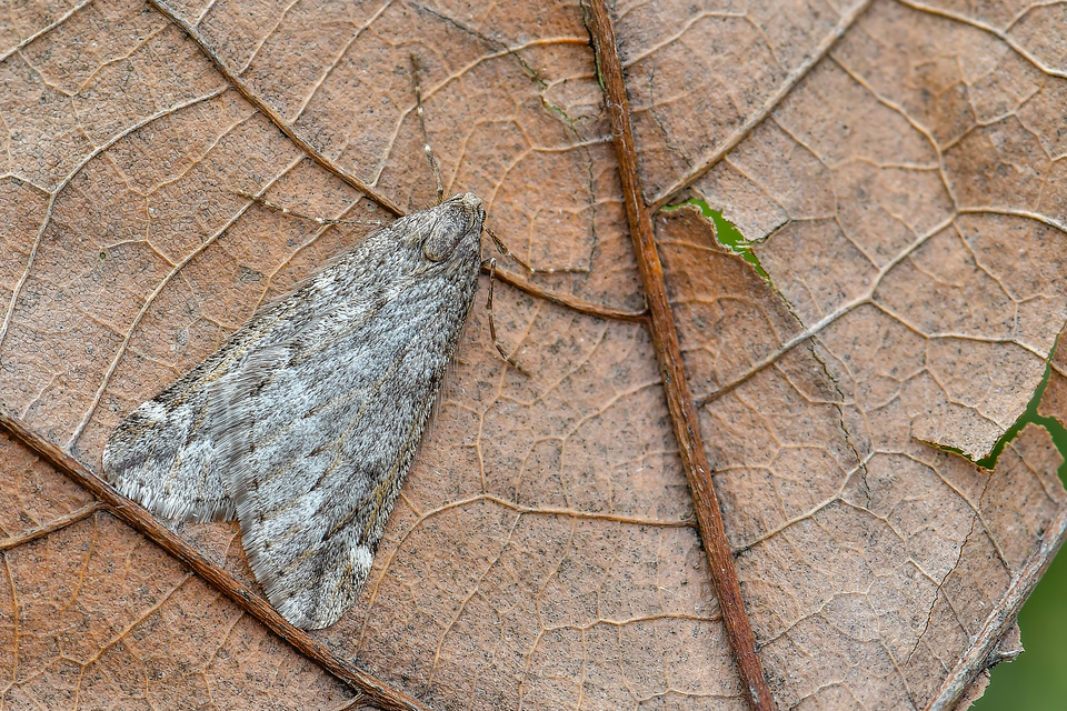Alsophila aescularia - vadgesztenye-araszoló
