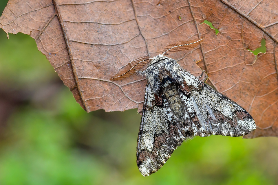 Biston strataria - barnapettyes araszoló