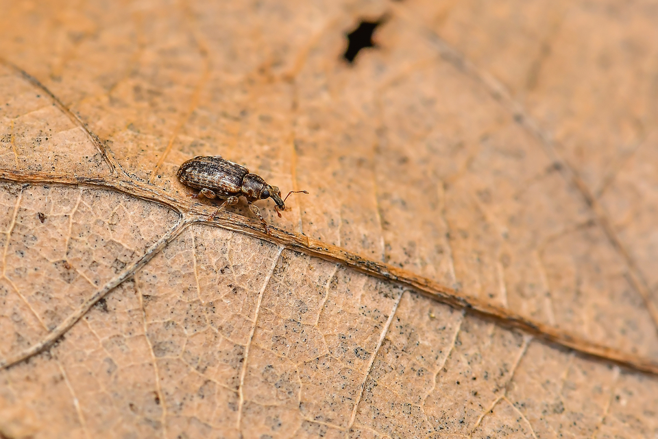 Dorytomus ictor - szegélyes hangormányos