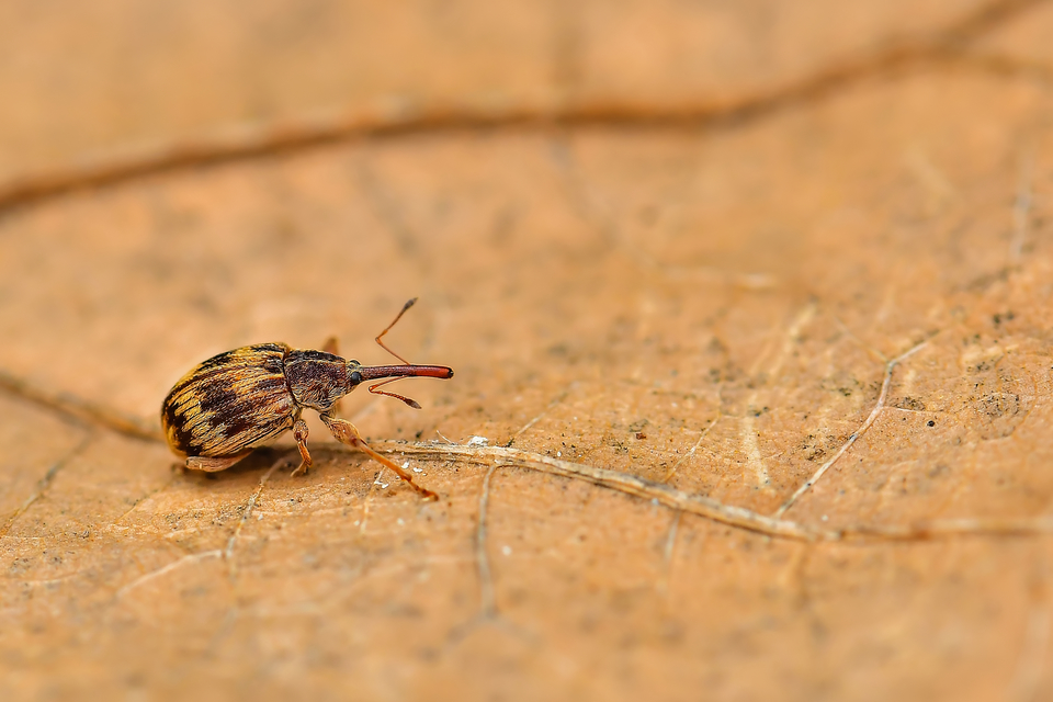 Anthonomus rectirostris - meggymaglikasztó