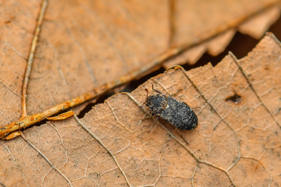 Dermestes gyllenhalii - ártéri porva Dermestes gyllenhalii - ártéri porva