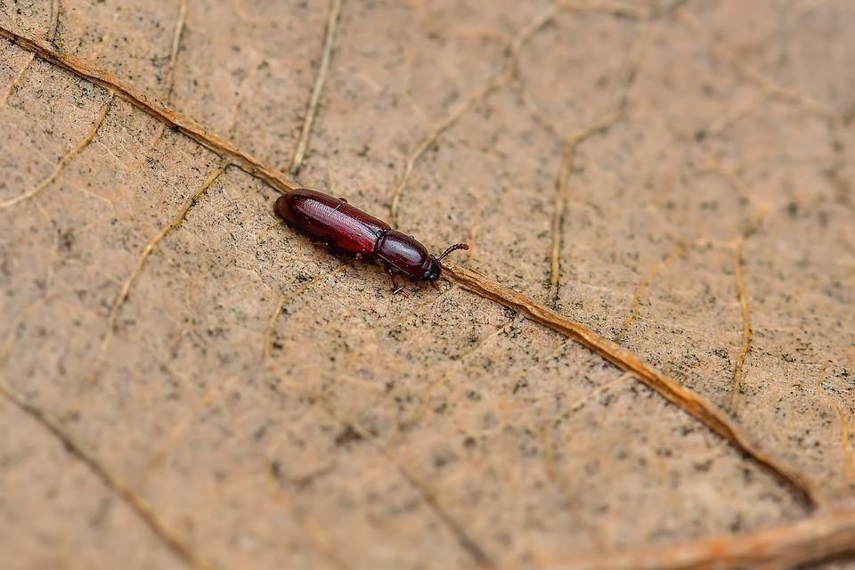 Corticeus unicolor - egyszínű kéregbújó
