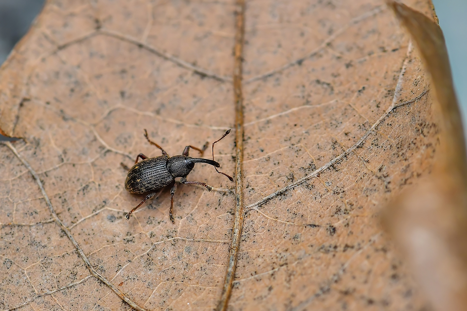 Curculionidae - ormányosbogár-félék