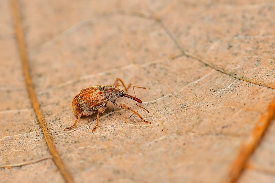 Anthonomus rectirostris - meggymaglikasztó