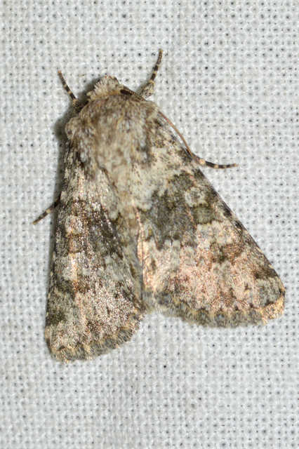 Hecatera dysodea - parajbagoly