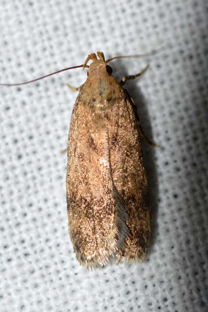Pexicopia malvella - mályvalevél-sarlósmoly