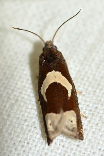Epiblema foenella - kampósfoltú tükrösmoly