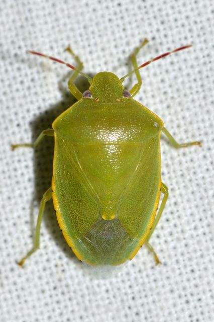 Acrosternum heegeri - rőtcsápú vándorpoloska
